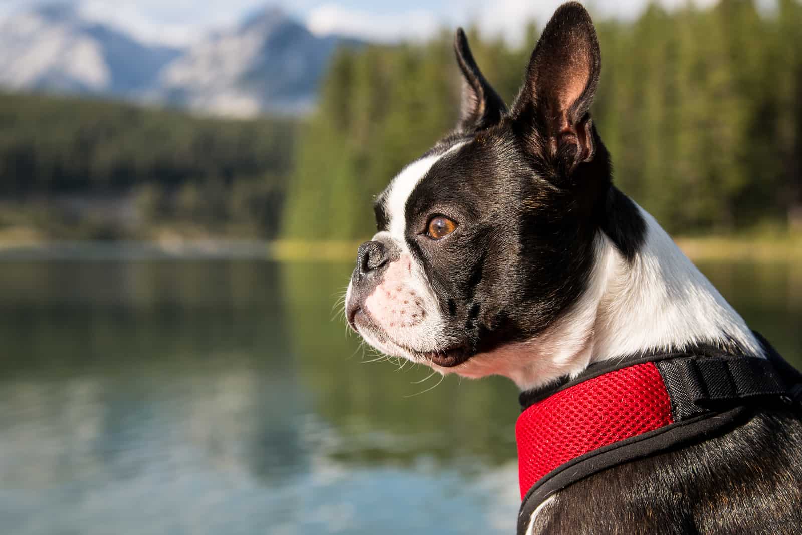 boston terrier photographed near a lake