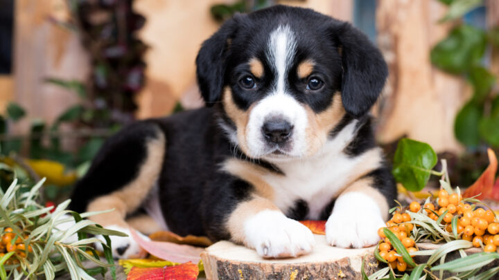 Best Dog Breeders In British Columbia: 14 Superb Breeders