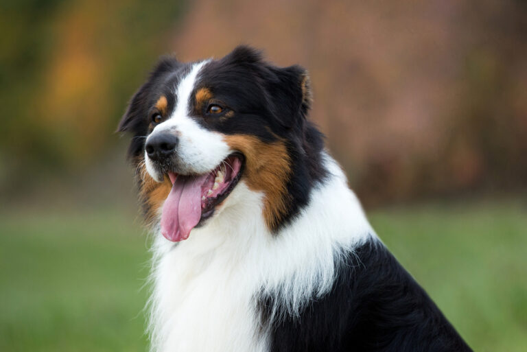 close shot of dog