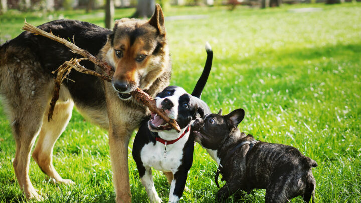 Best Dog Breeders In North Carolina: 14 Amazing Breeders