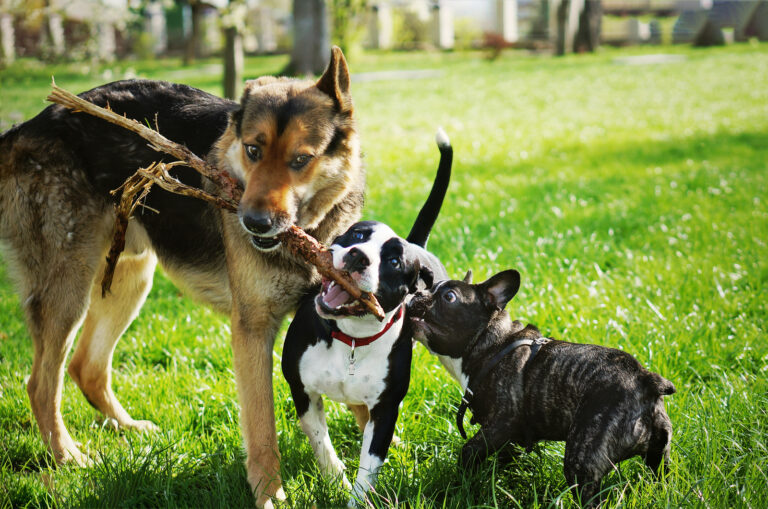 three dogs playing
