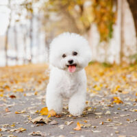 Bichons Frises puppy set in the park