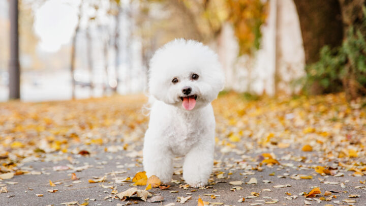 Best Dog Breeders In Pennsylvania: Top 17 Choices