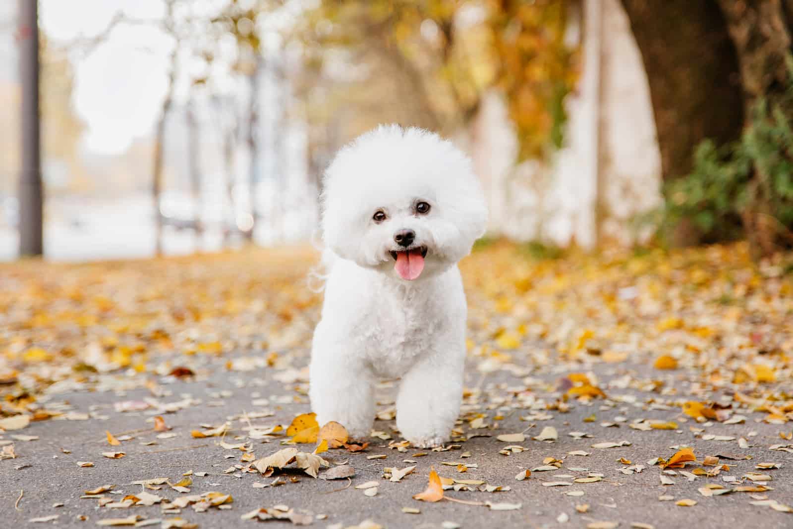 Bichon Frise walking outside