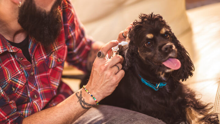 Black Gunk In Dog Ear: What Causes It And How To Solve It