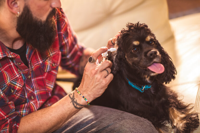 a man cleans his dog's ear