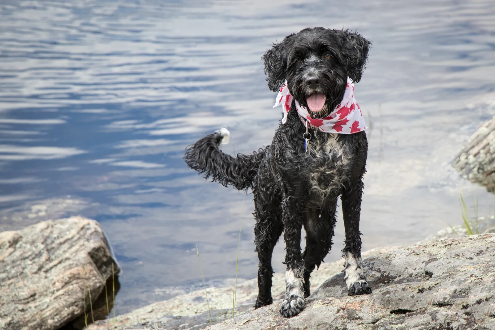 Black Portuguese Water Dog playing in the water 