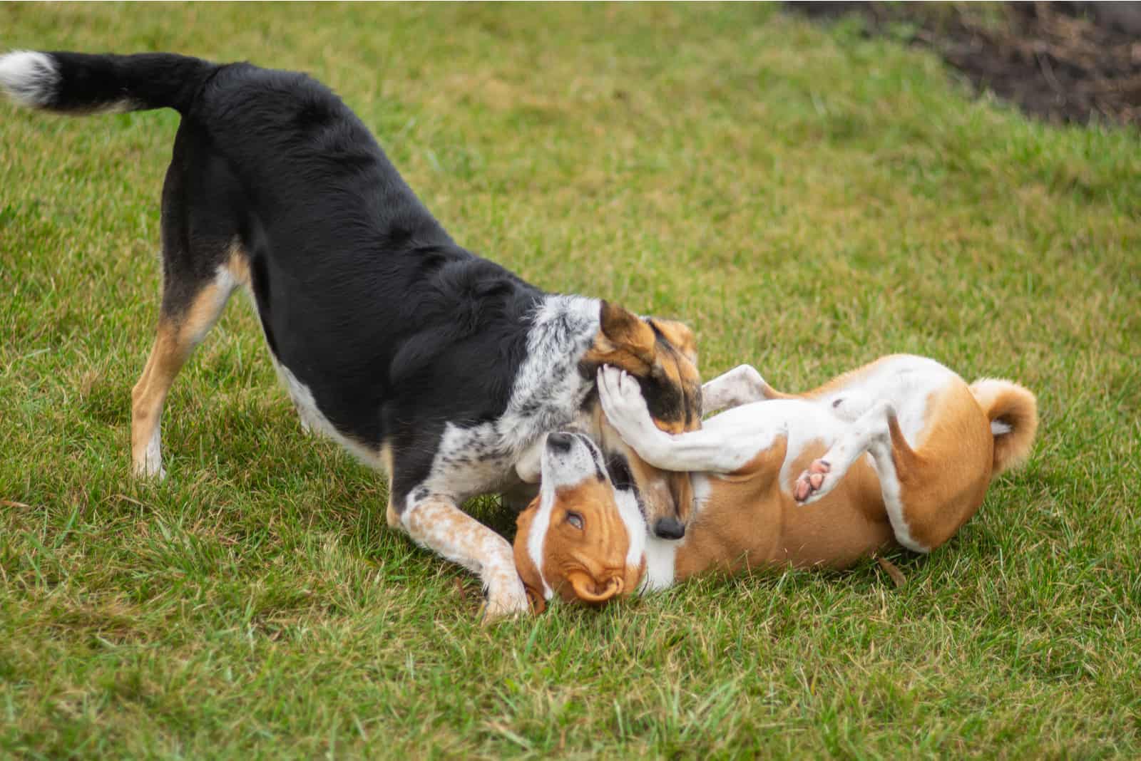 Black hunting female dog fighting with Basenji male dog