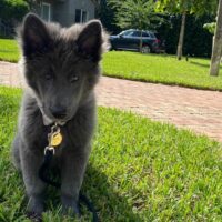 cute blue bay shepherd puppy outdoor