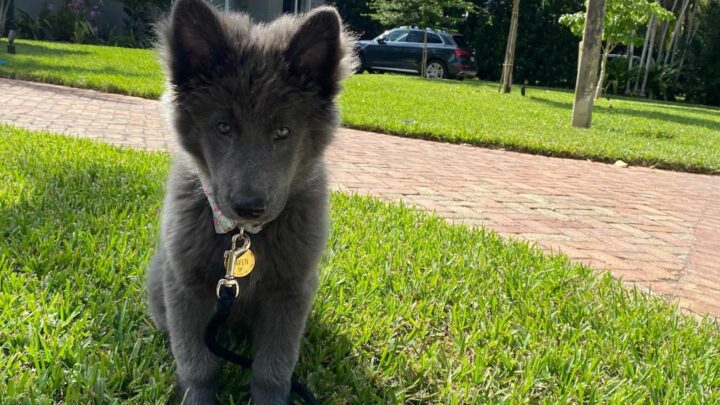 Blue Bay Shepherd Price: Is This Gorgeous Wolf Hybrid Expensive?