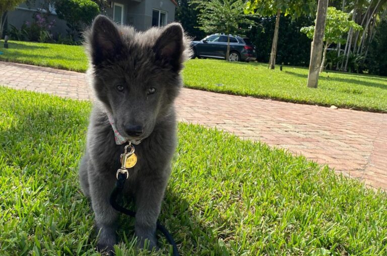 cute blue bay shepherd puppy outdoor