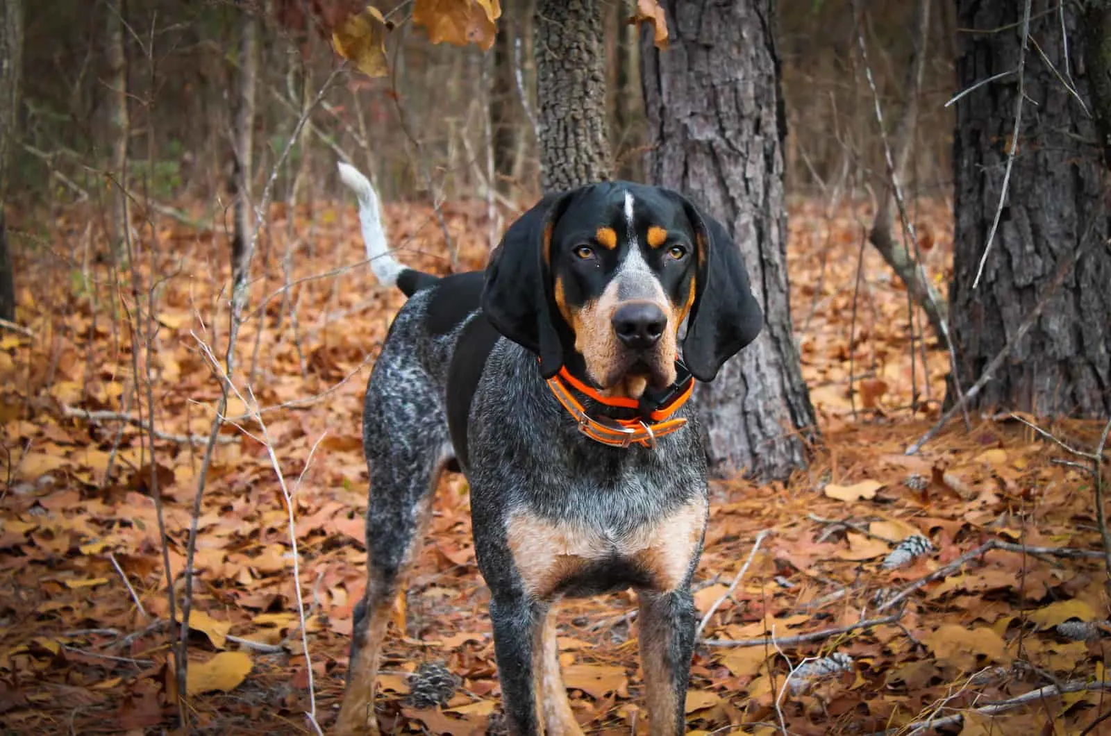 Bluetick coonhound standing in the wood