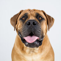 happy boerboel