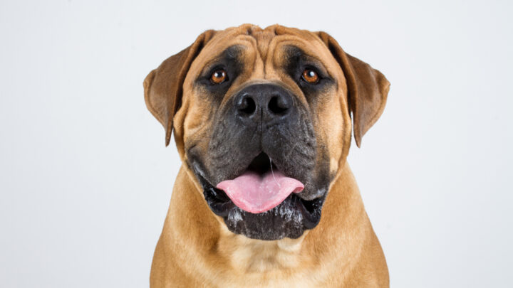 Boerboel Feeding Chart: How Much Do These Dogs Eat?