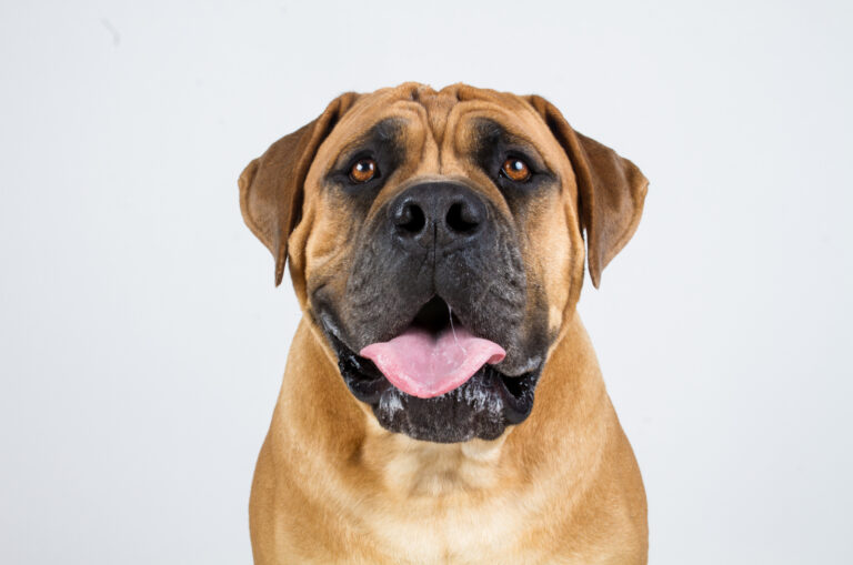 happy boerboel