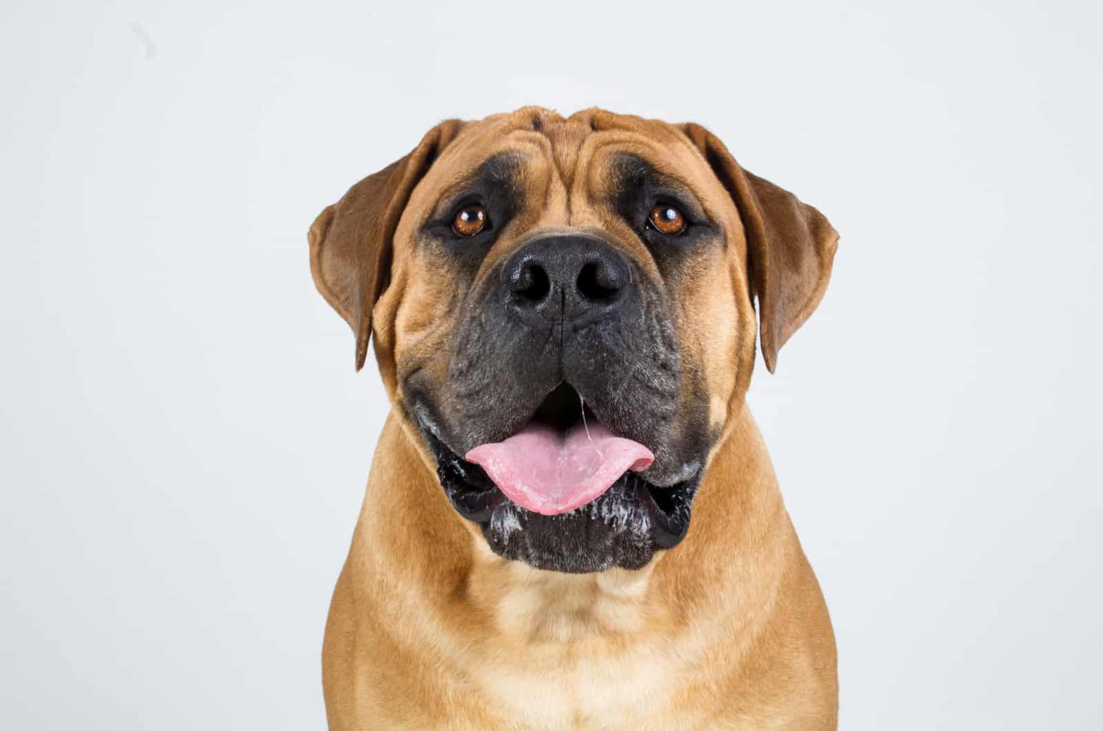 Boerboel Feeding Chart: How Much Do These Dogs Eat?