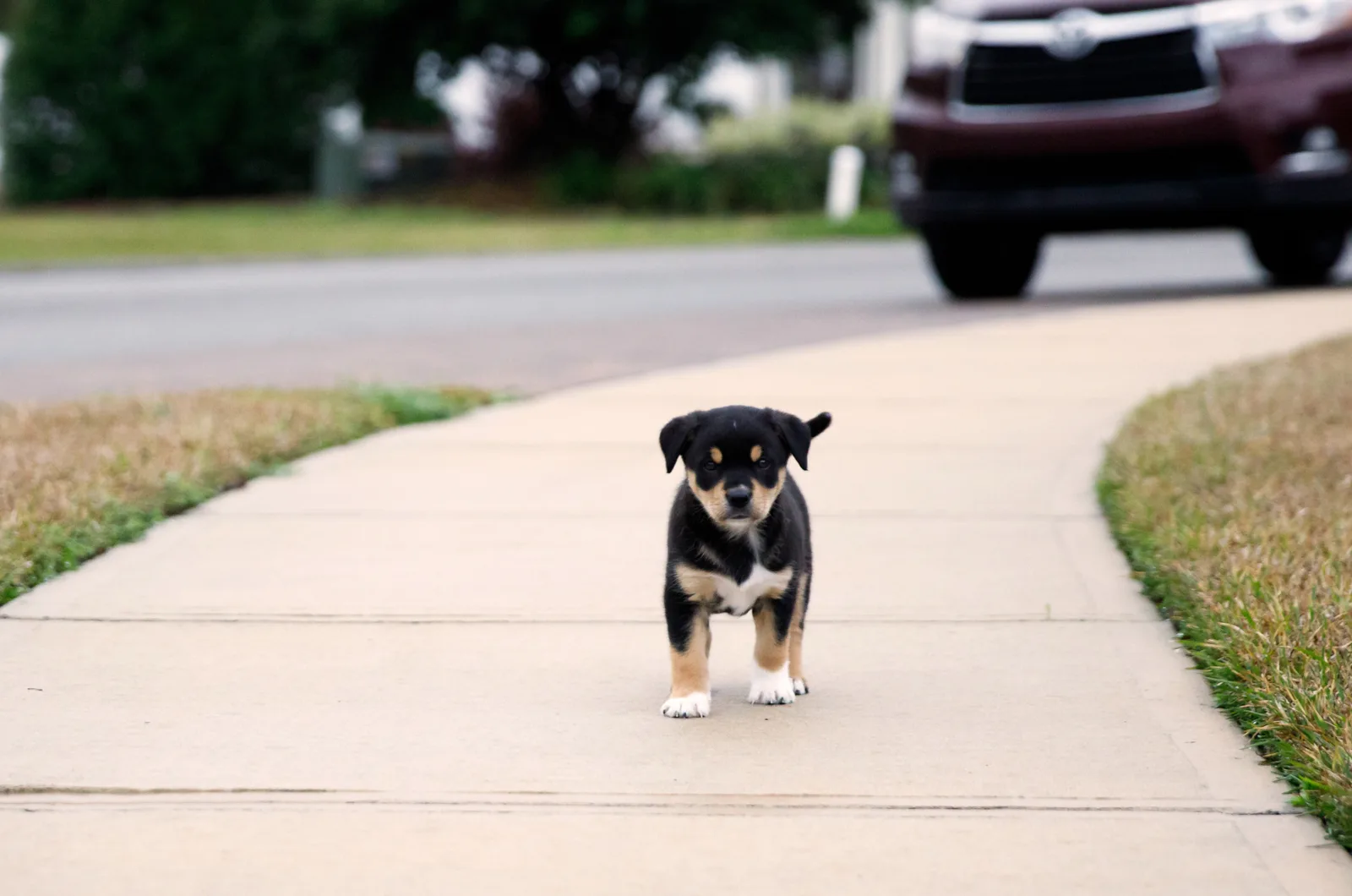 Borador puppy walking outdoor