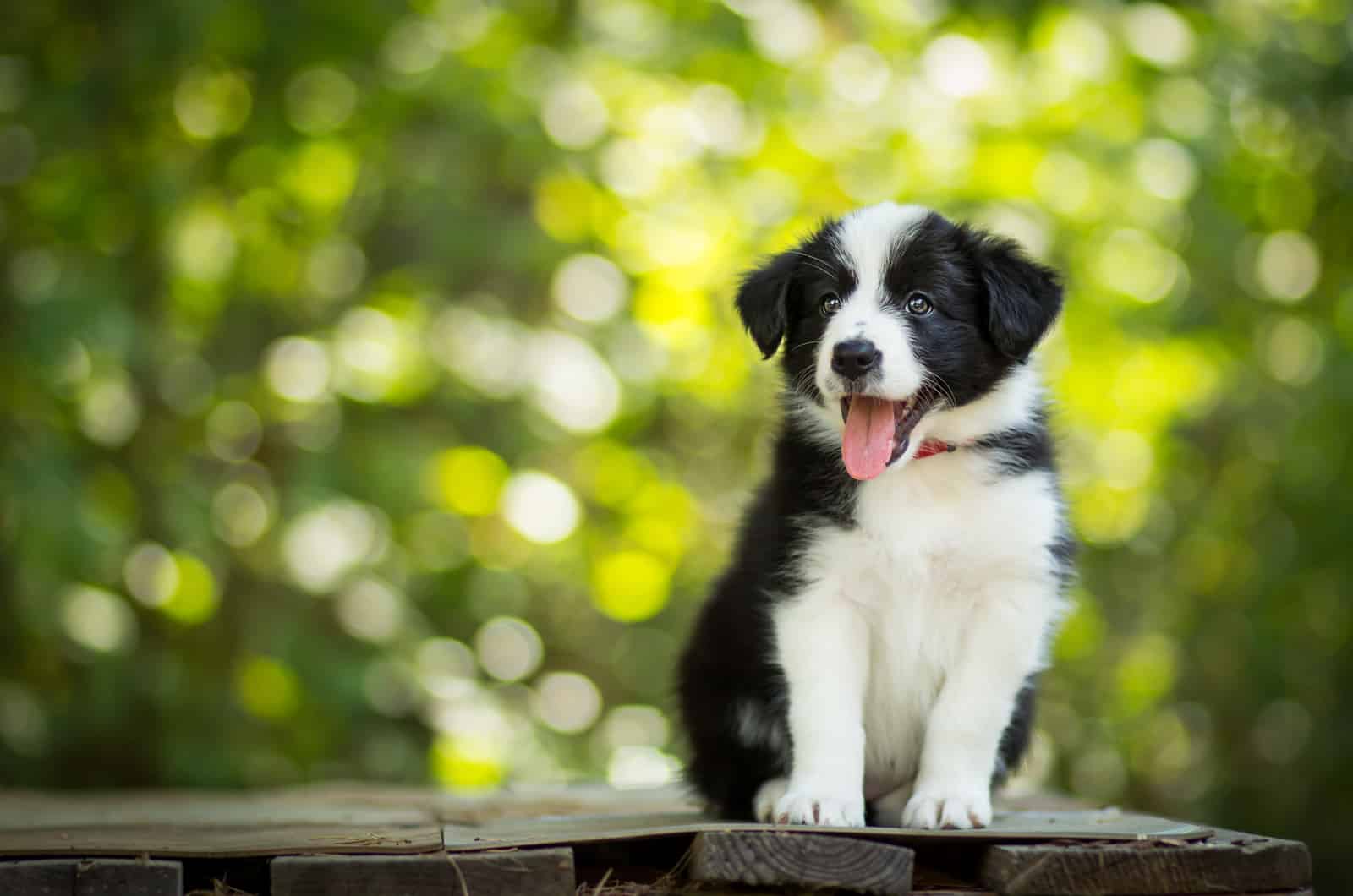Border Collie stands on a wooden base