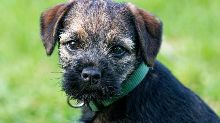 Border Terrier Breeders: Top 6 Breeders In USA And Canada
