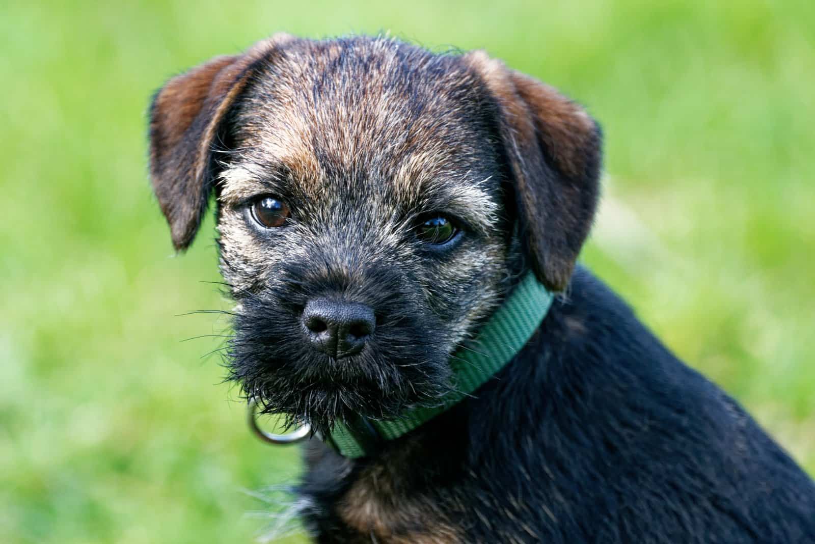 Border Terrier 12 week old puppy sitting outdoors