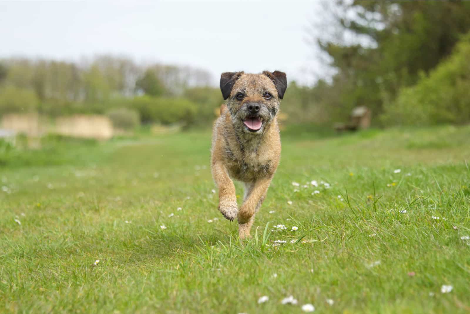 Border Terrier running on the grass