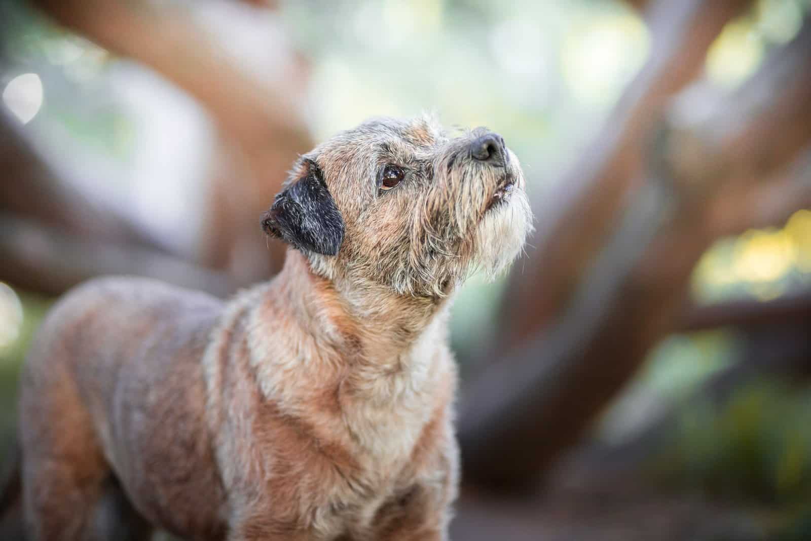 Border terrier in the nature