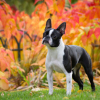 Boston Terrier standing outside