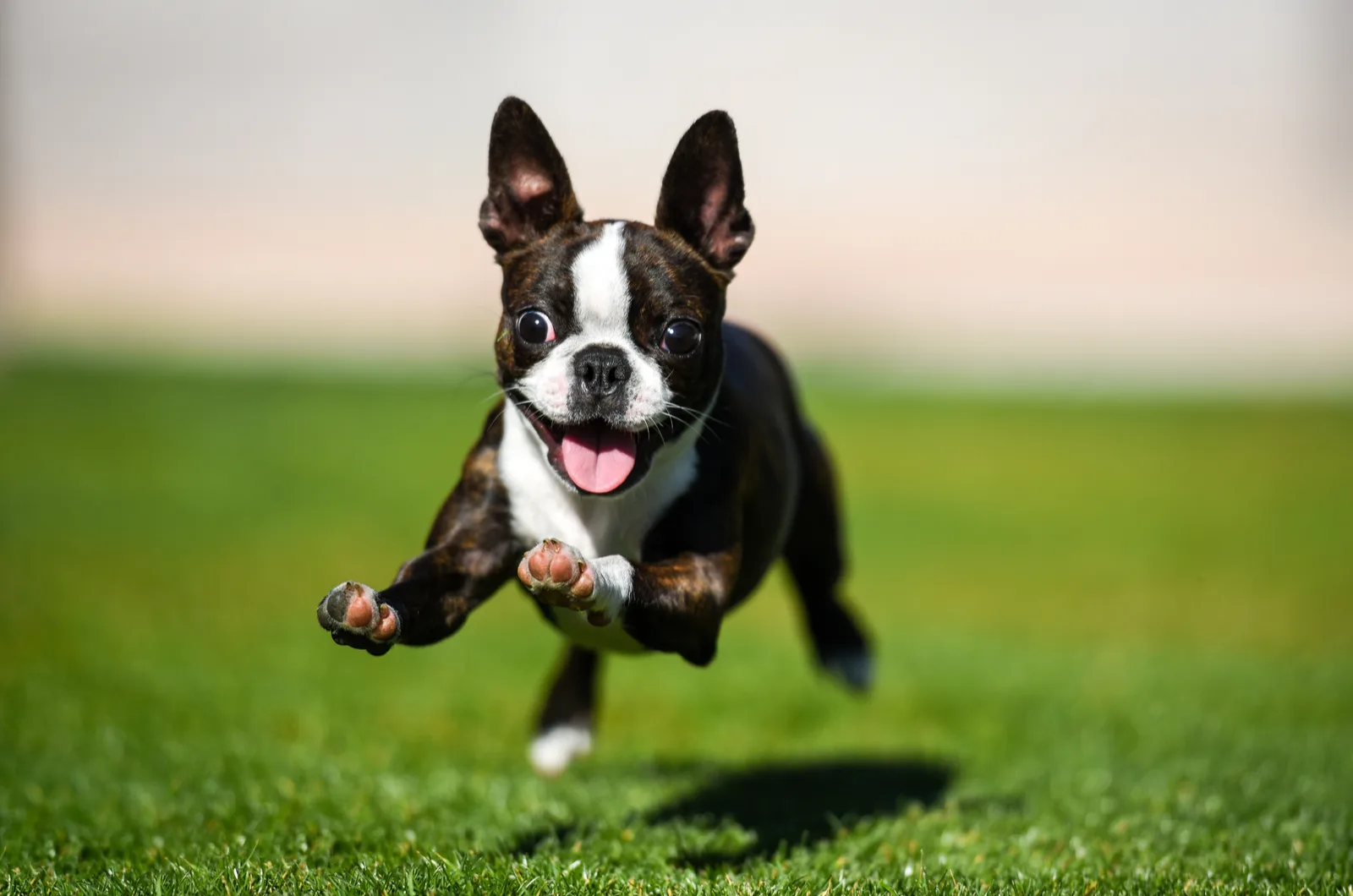 Boston Terriers puppy runs