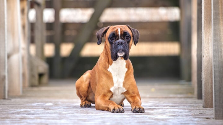 Boxer Growth Chart: How Big Can This Working Dog Get?