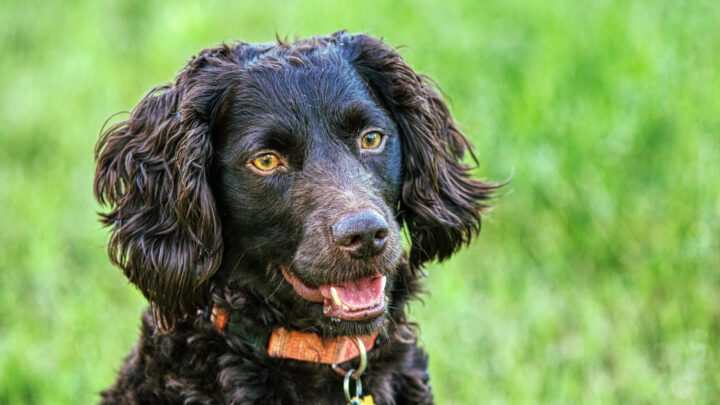 are boykin spaniels akc registered