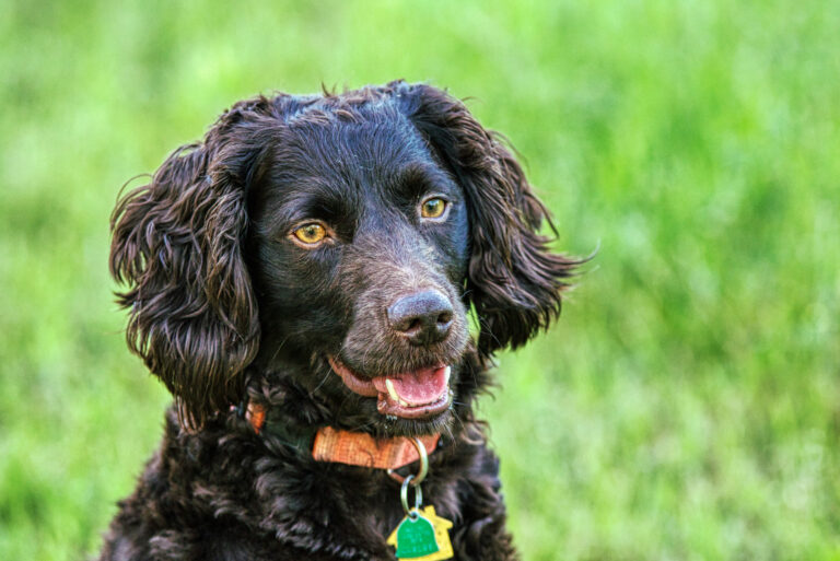 boykin spaniel dog outdoor