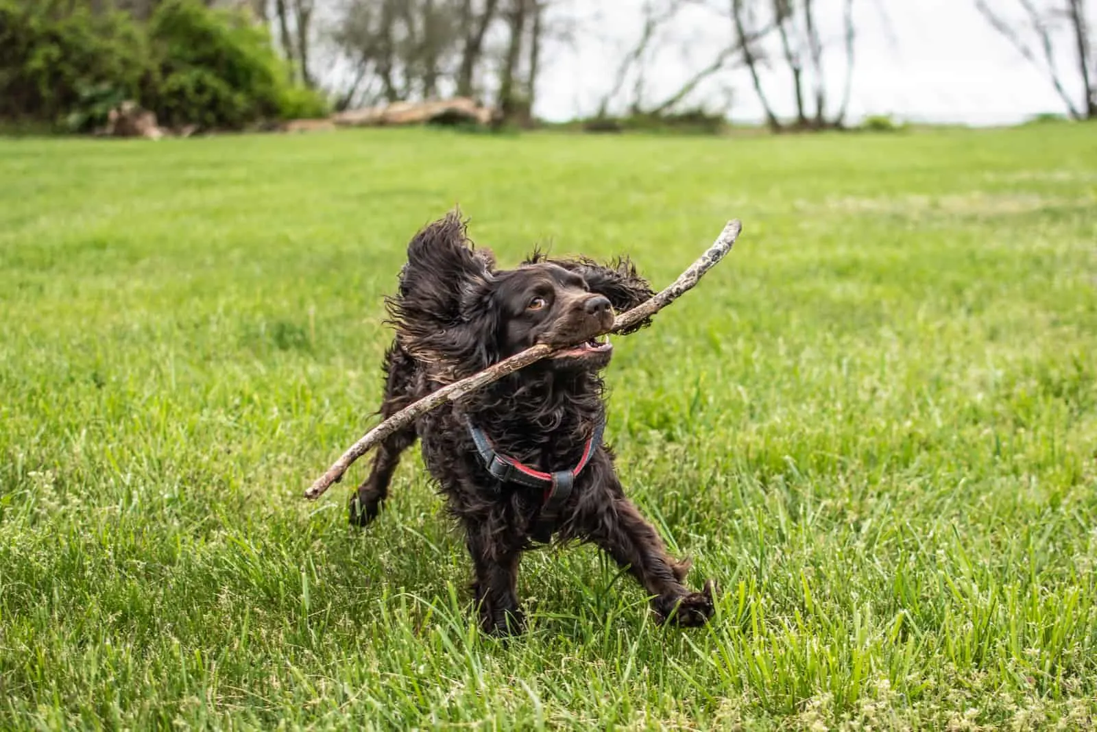 Boykin spaniel pet dog is happy playing with a stick fetch