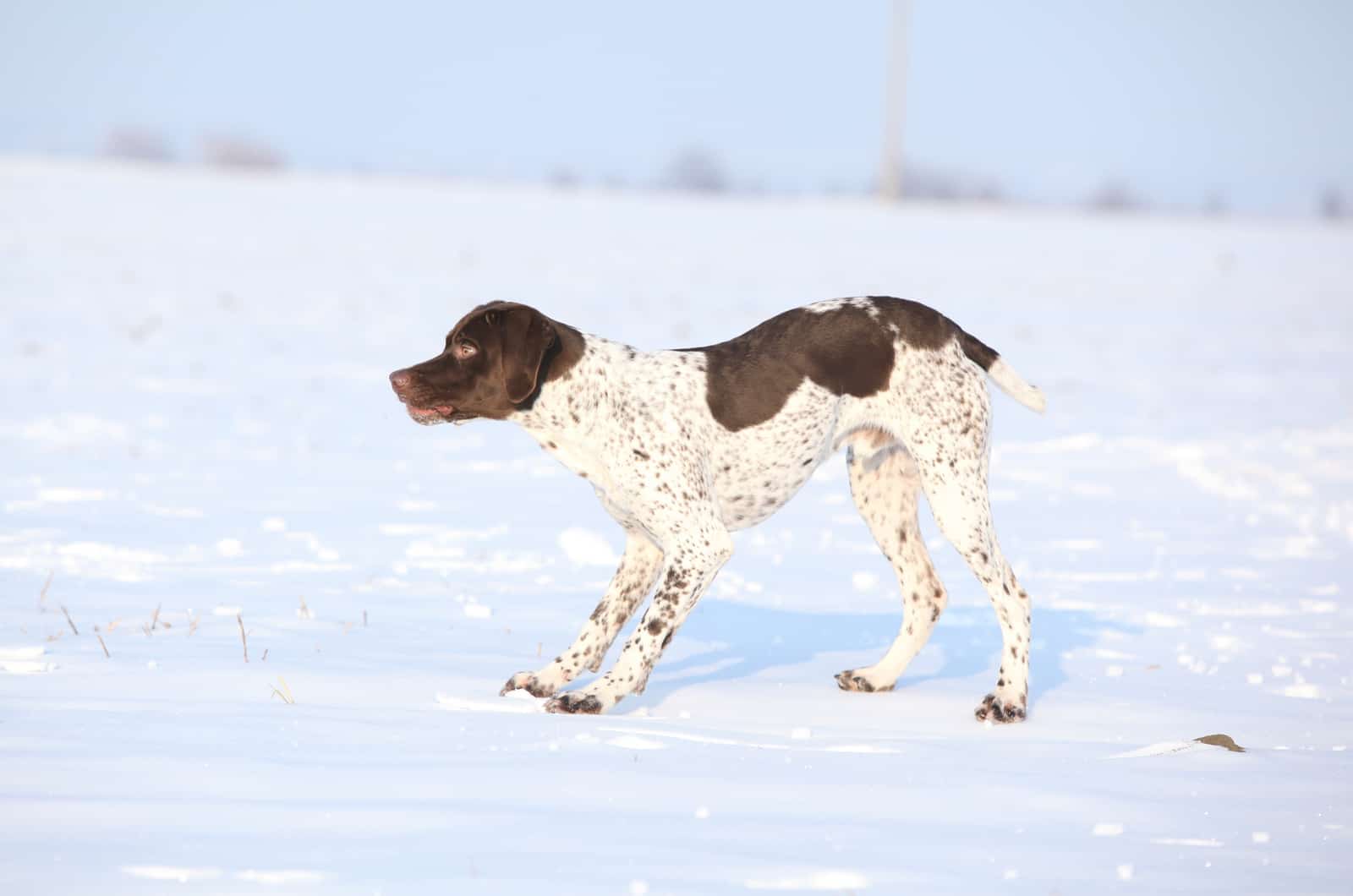 Braque Francais Pyrenean standing on the snow