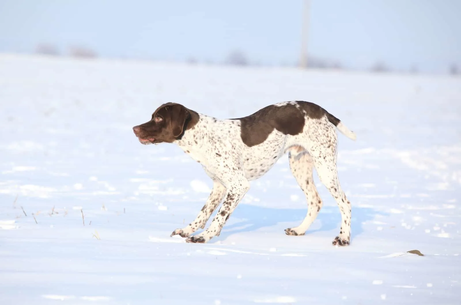 Braque Francais Pyrenean standing on the snow