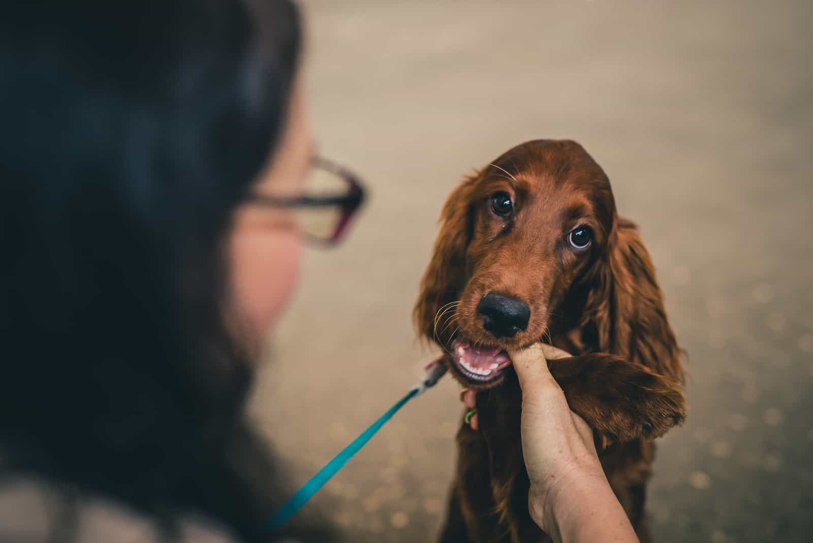 Brown puppy dog is hungry and nibbling and chewing his owner's hand 