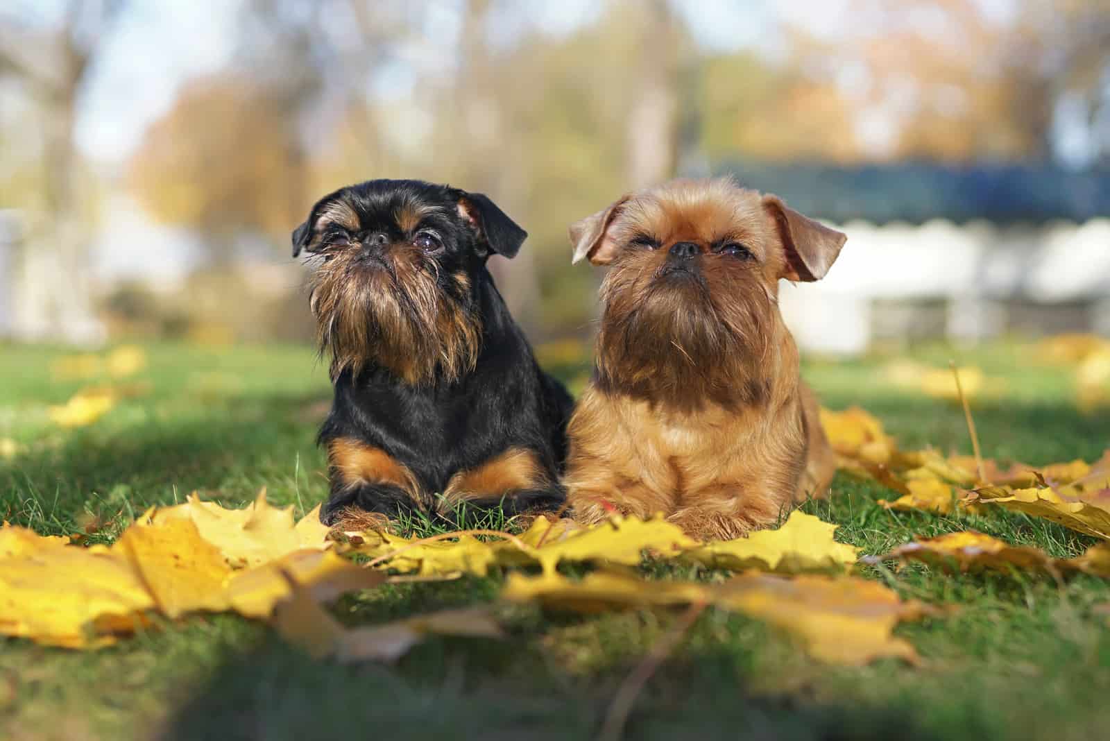 Brussels Griffon dogs lying outdoors on a green grass