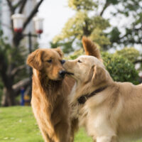 Two golden retriever playing on the grass