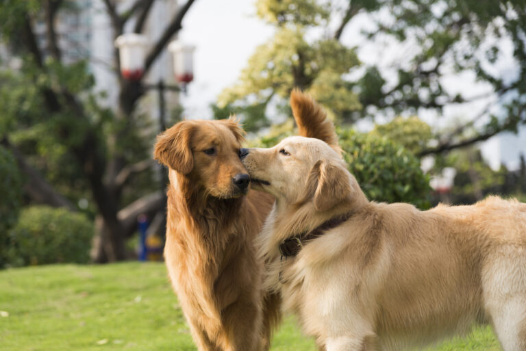 Two golden retriever playing on the grass