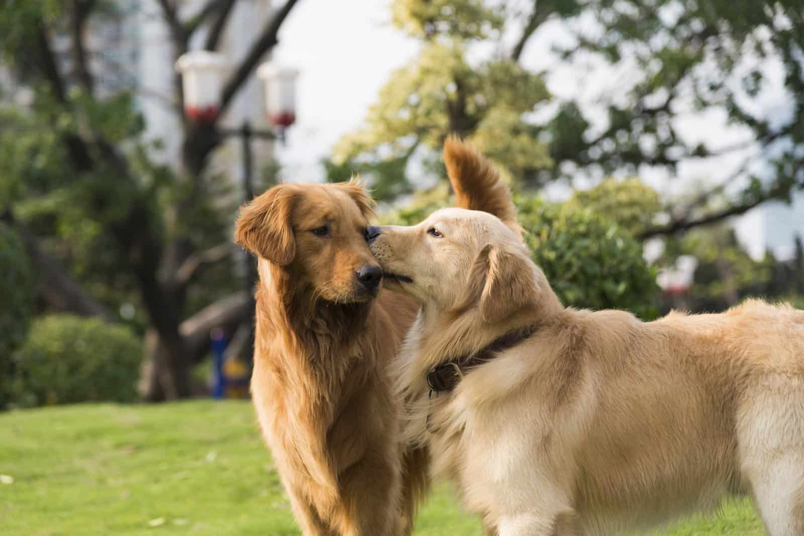 can a brother and sister dog have puppies