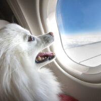 the dog enjoys the plane