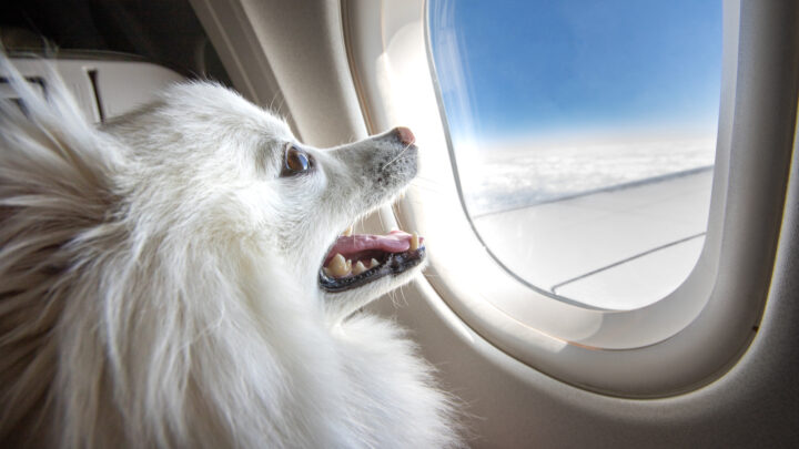 Can I Buy My Dog A Seat On An Airplane? Flying With Pets Guide