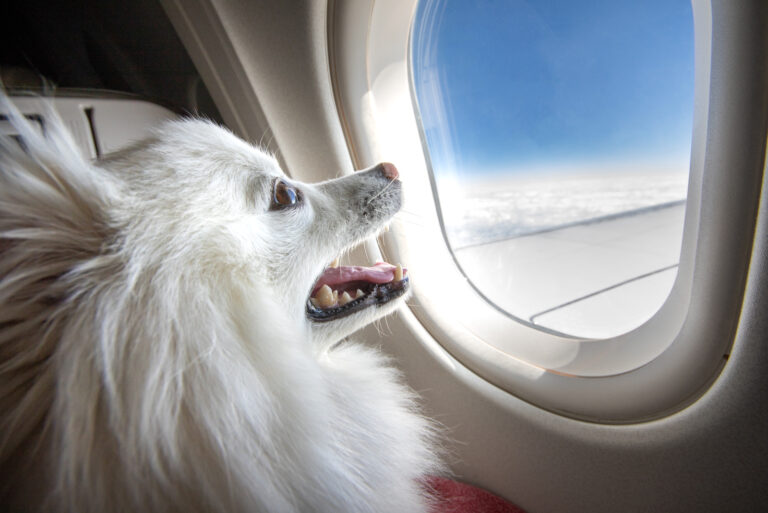 the dog enjoys the plane