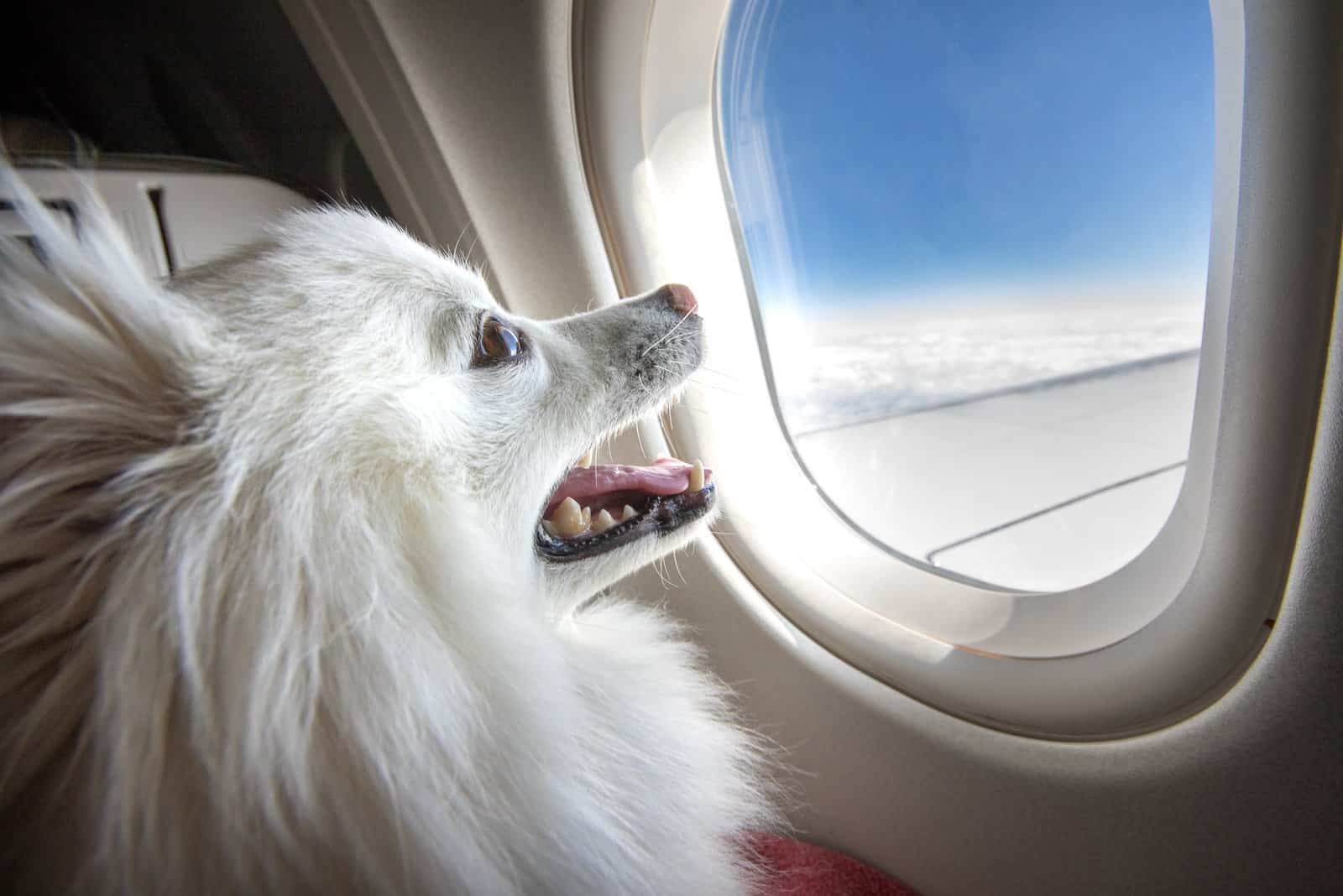 Can I Buy My Dog A Seat On An Airplane? Flying With Pets Guide