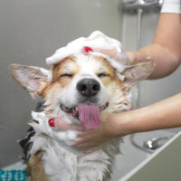 the dog enjoys bathing