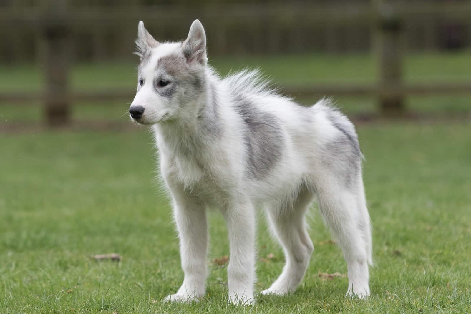 Canadian Eskimo Dog