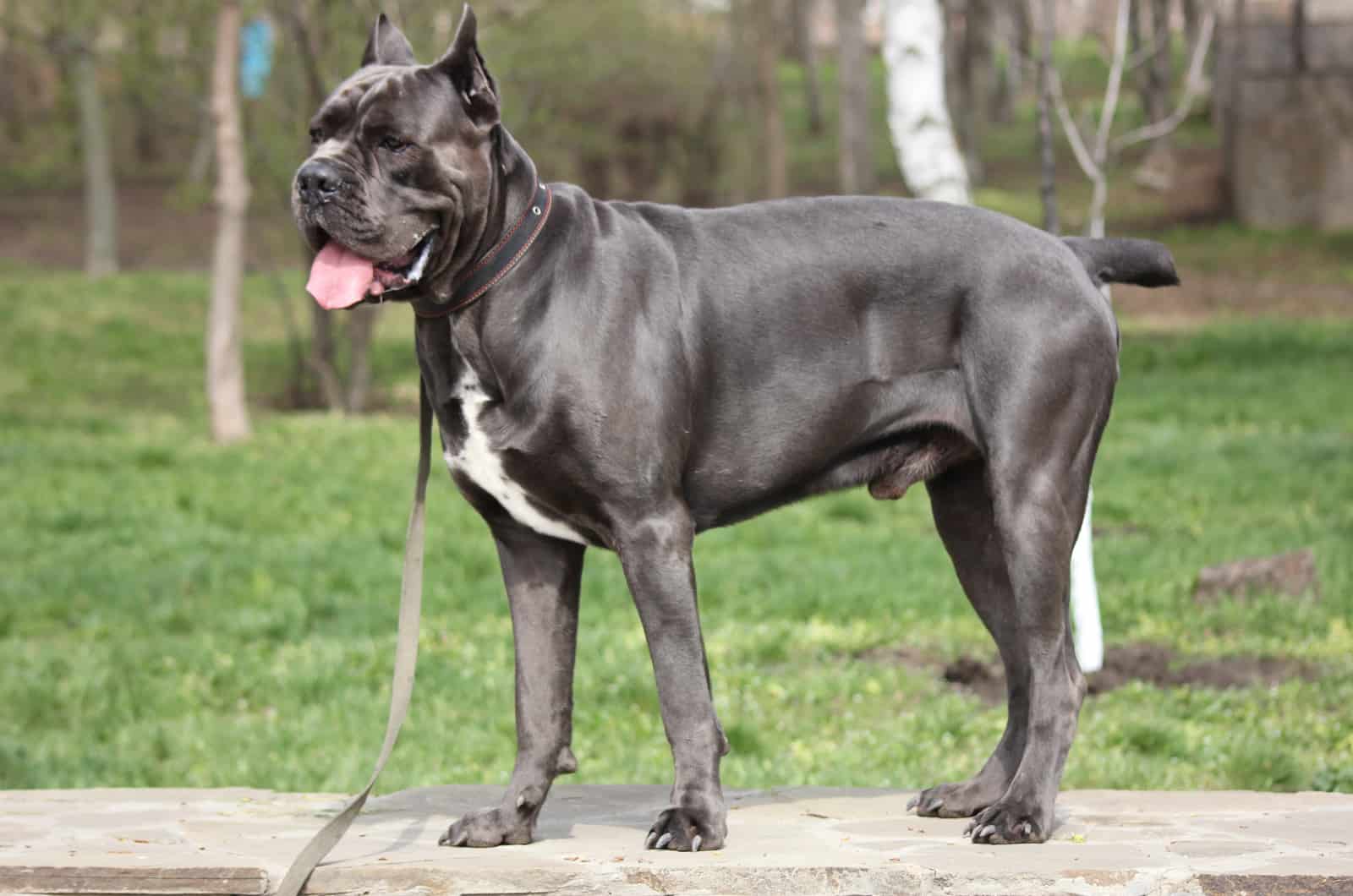 Cane corso on a leash