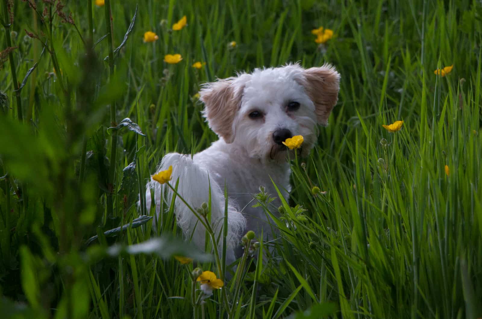 Cavachon