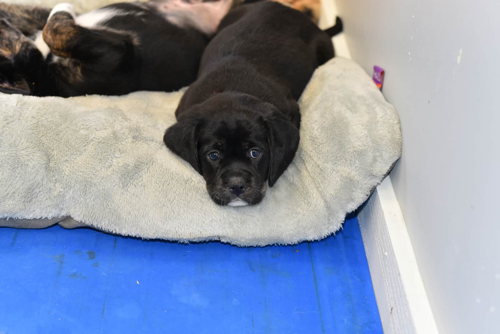 Cavador puppy with lovely bright blue eyes ready to nap on a dog bed