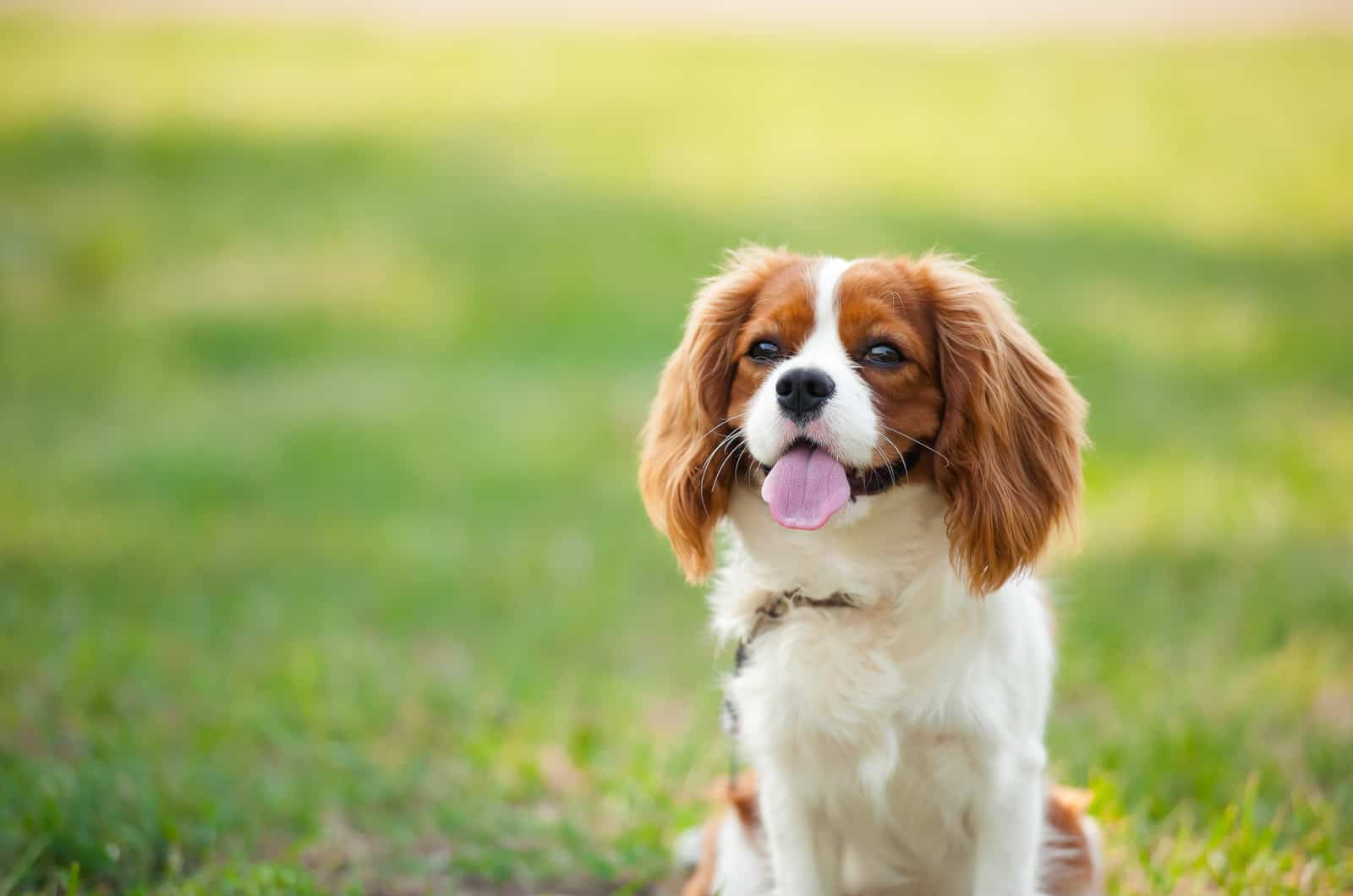 Cavalier King Charles Spaniels sitting on grass