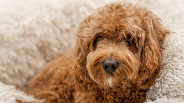 Cavapoo Feeding Chart: A Complete Guide For A Healthy Pup